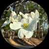mddogwood